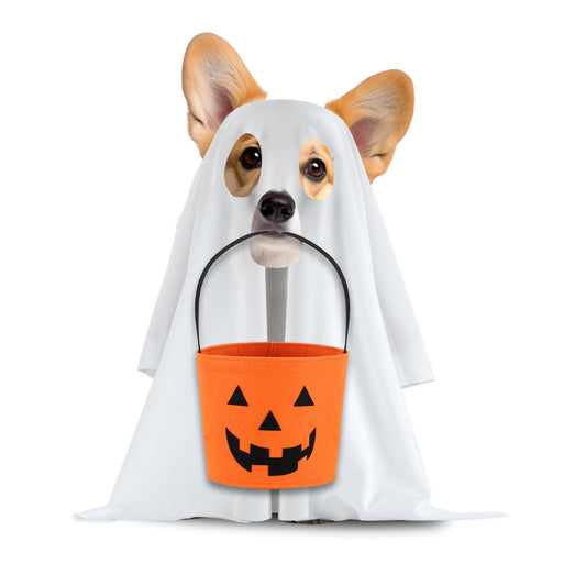 White Dog Ghost Costume – Soft Halloween Pet Outfit for Small Dogs & Cats (Model CWGHZB001)
