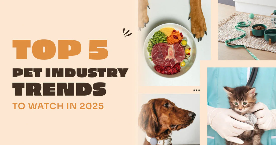 Top 4 Pet Product Categories to Delight Your Furry Friend in 2025