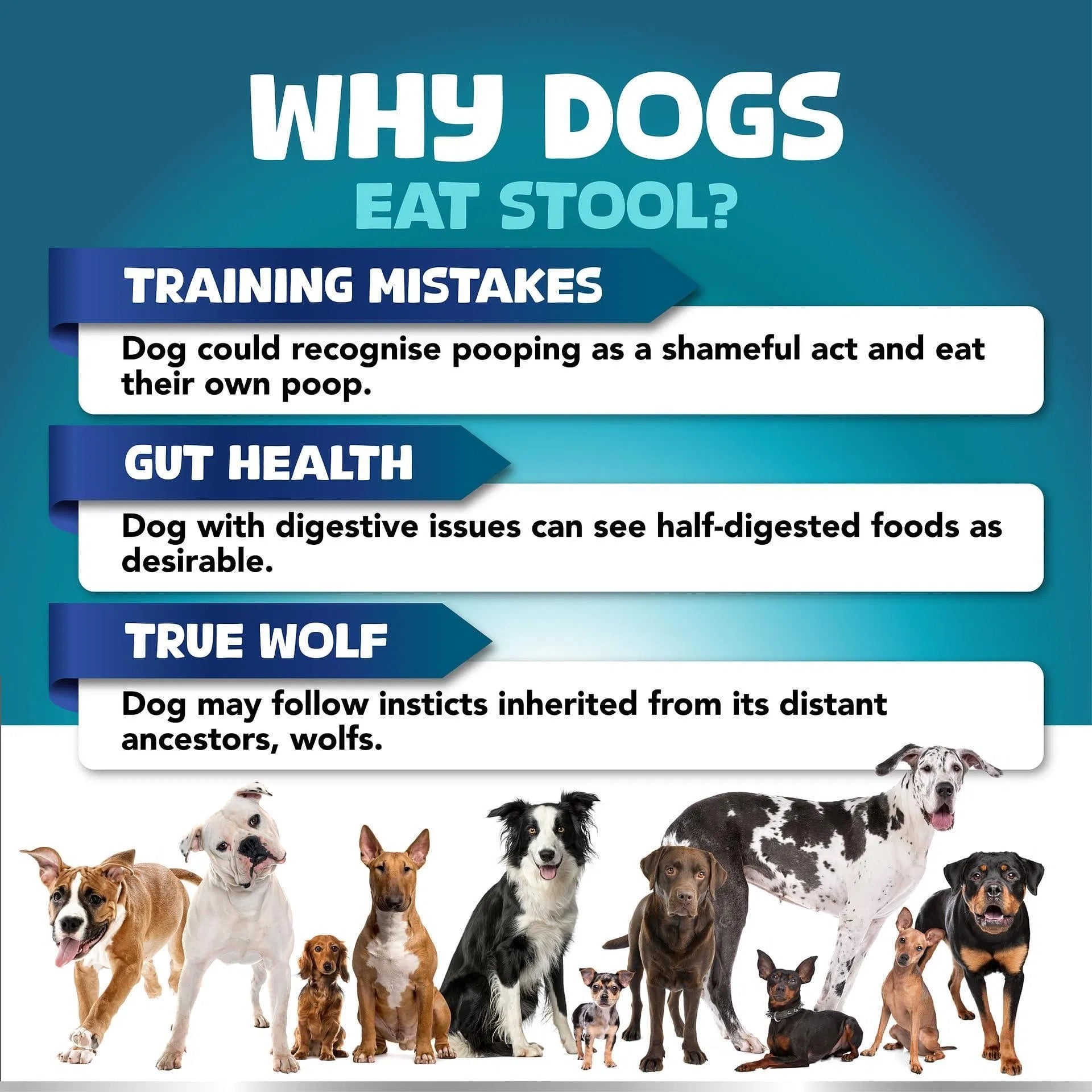 No Poo Chews for Dogs – Stop Poop Eating Behavior with Probiotics, Digestive Enzymes & Bad Breath Support