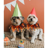 Halloween Witch Pumpkin Hat & Tutu Collar Costume for Cats and Small Dogs – Cute Pet Outfit for Halloween Parties