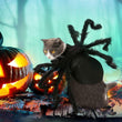 Black Spider Halloween Costume for Cats and Small Dogs – Adjustable Funny Pet Outfit with 8 Realistic Legs