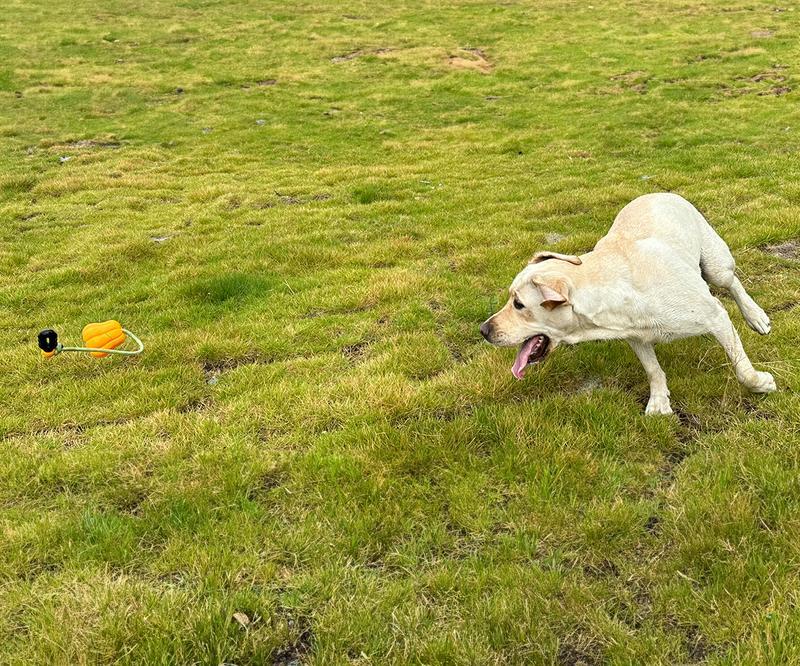 Prokel Dog Rope & Fetch Exercise Toy – Indestructible Tug-of-War Ball for Medium & Large Aggressive Chewers, Indoor & Outdoor