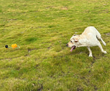 Prokel Dog Rope & Fetch Exercise Toy – Indestructible Tug-of-War Ball for Medium & Large Aggressive Chewers, Indoor & Outdoor