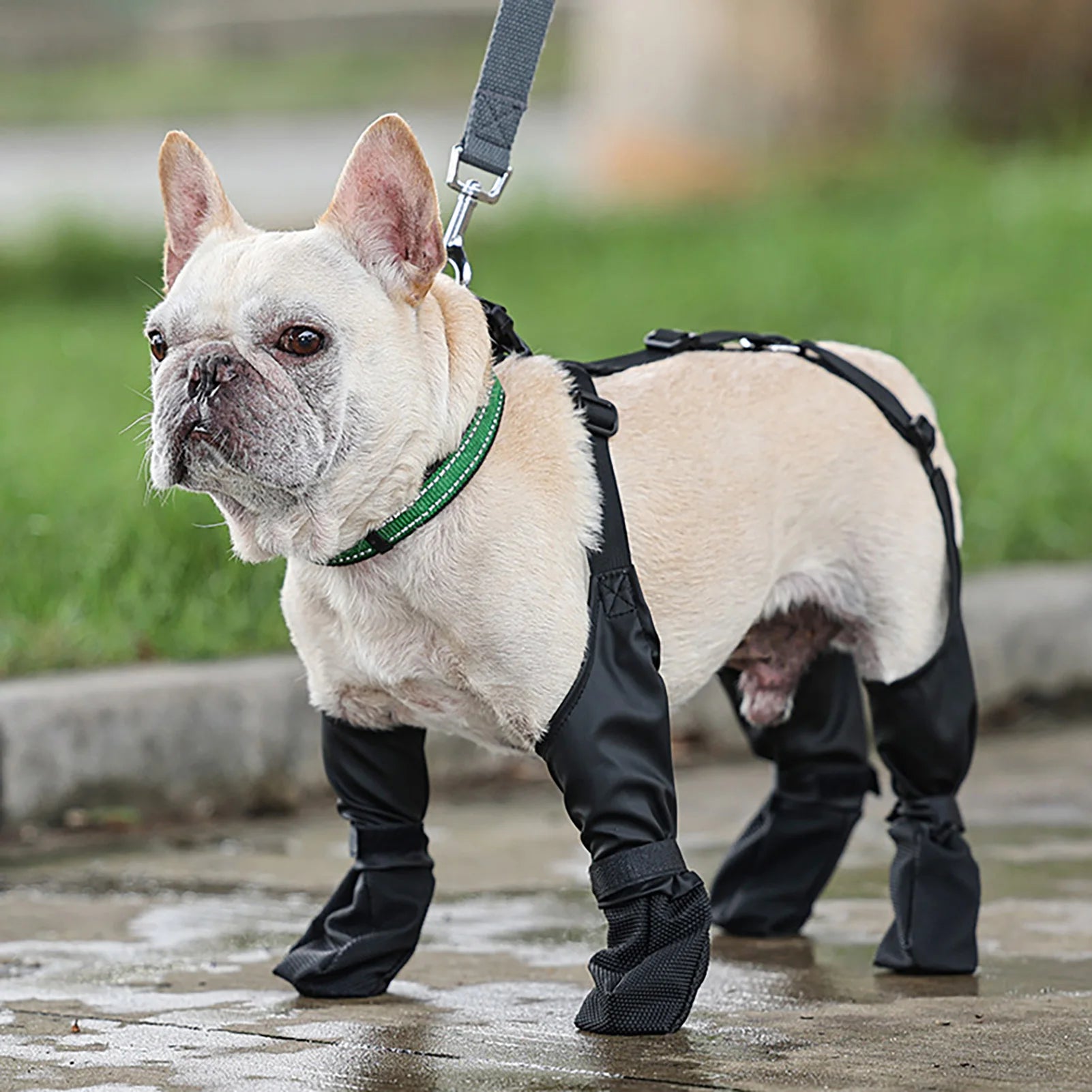 Adjustable Protective Dog Pants – All-Weather Paw Protector with Auxiliary Strap for Winter Cold