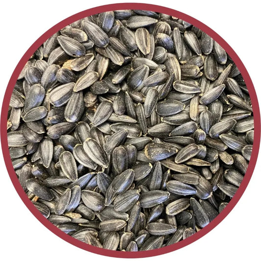 New Select Black Oil Sunflower Seed – 10LB Bag of Premium Wild Bird Dry Feed for Outdoor Bird Feeding & Year-Round Nutrition