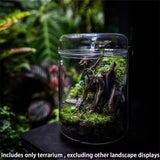 Creative Dew Collection Glass Vase – Mini Terrarium for Succulents, Moss & Micro Landscape | Decorative Glass Bottle Home Décor