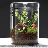 Creative Dew Collection Glass Vase – Mini Terrarium for Succulents, Moss & Micro Landscape | Decorative Glass Bottle Home Décor