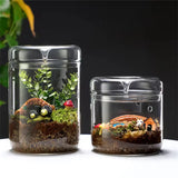 Creative Dew Collection Glass Vase – Mini Terrarium for Succulents, Moss & Micro Landscape | Decorative Glass Bottle Home Décor