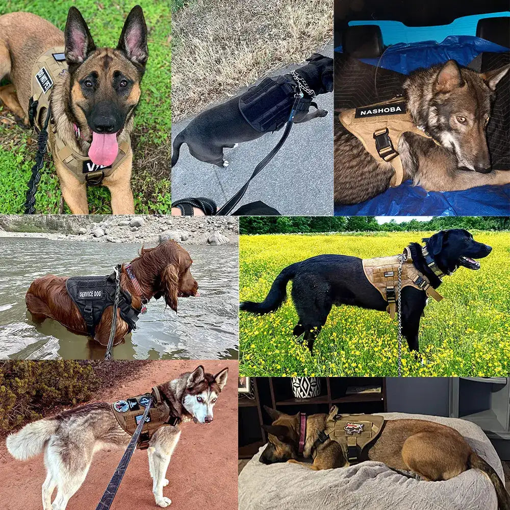 Large Dog Harness & Leash Set – Training & Walking Vest with Collar for German Shepherd, Malinois & Medium/Large Dogs