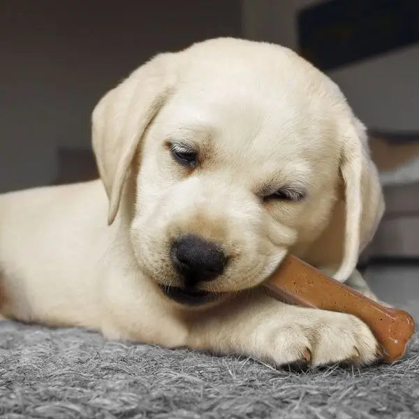 Puppy Starter Pack – Brown Dog Toy Set for Teething, Training & Play